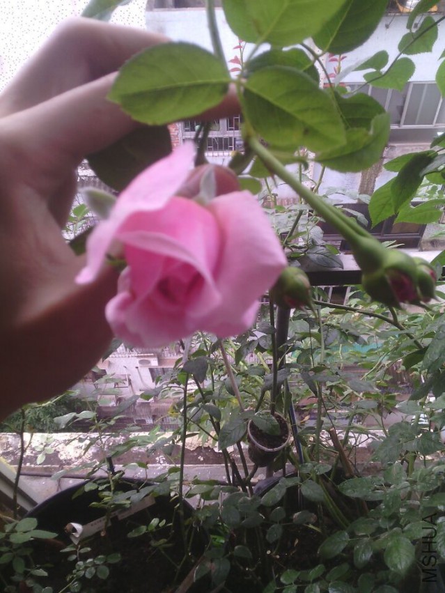 QQͼƬ20150511143337.jpg