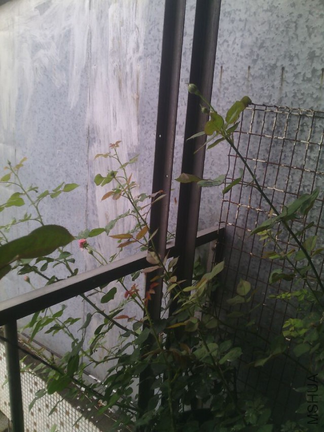 QQͼƬ20150511143334.jpg