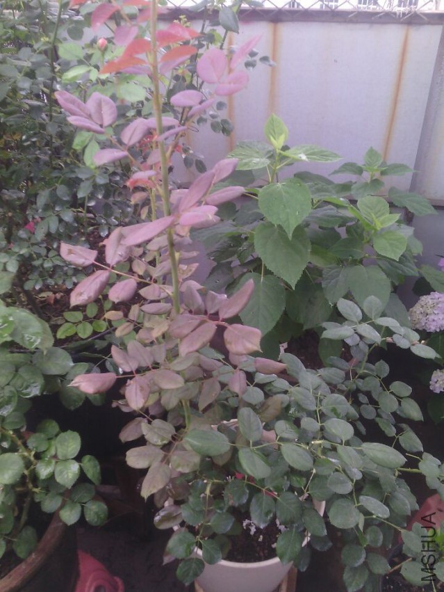 QQͼƬ20150511143331.jpg