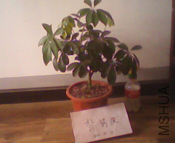 IMG4018A.jpg