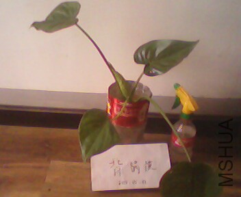 IMG4020A.jpg