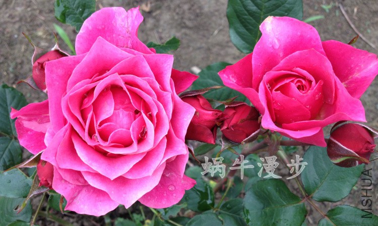 IMG_4953.jpg