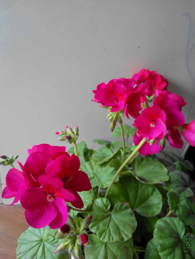 IMG_20150507_080536.jpg
