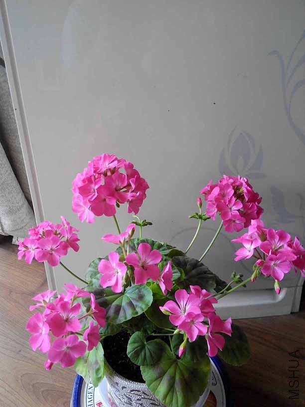 IMG_20150507_160007.jpg