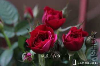 IMG_9581_����_����.jpg