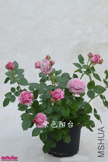 100939kjsy96jz70jdy5dh_����.jpg