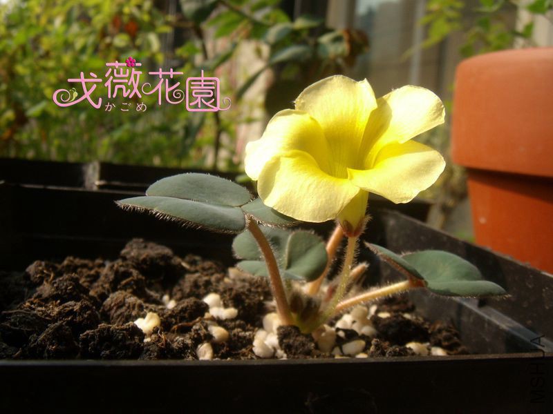 �챳
