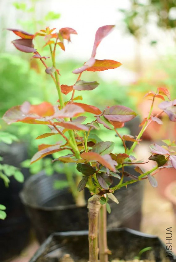 �������һ���Ҽ޽���һ�����µ��¼������ķɿ찡�������л�����