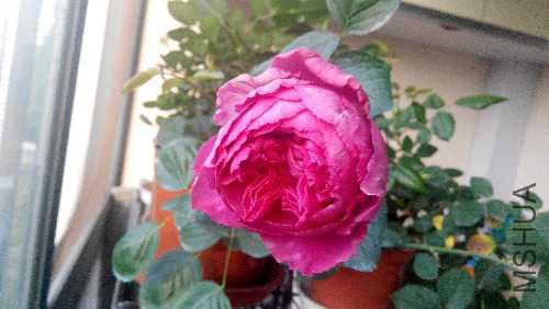 IMG_20150510_062808.jpg