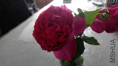 IMG_20150510_112131.jpg