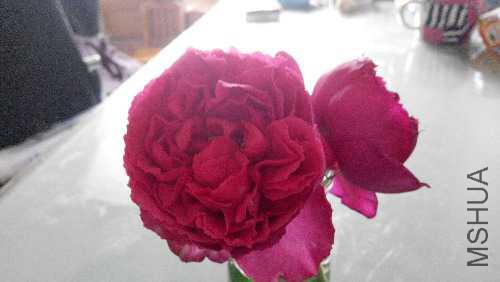 IMG_20150510_112558.jpg