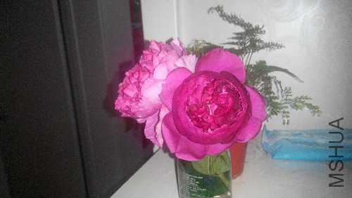 microMsg.1431271163165.jpg