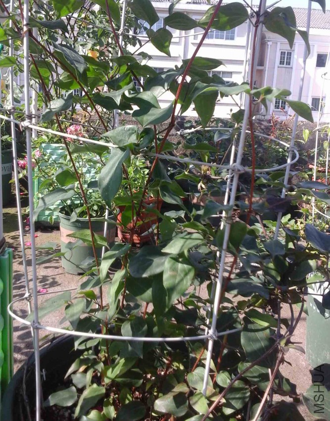 5����֦��