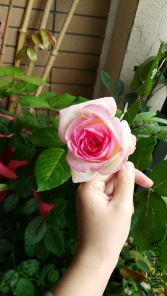 IMG_20150509_101603.jpg