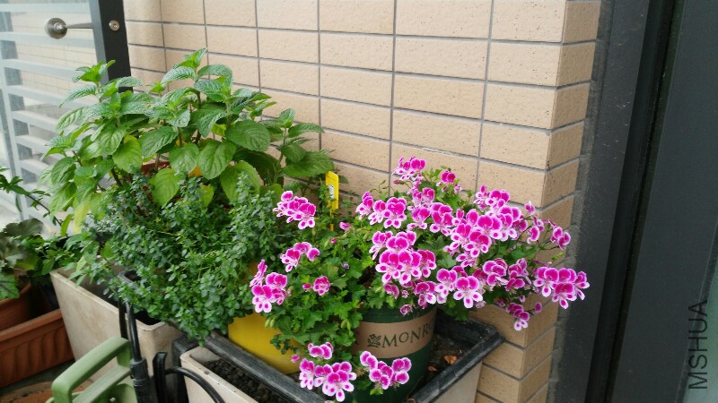 IMG_20150509_101631.jpg