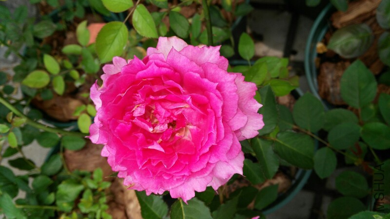 IMG_20150510_115206.jpg