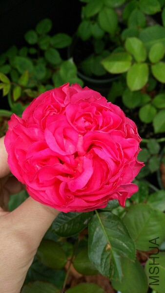 IMG_20150510_115308.jpg