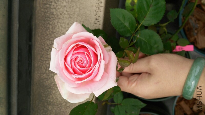 IMG_20150510_115527.jpg