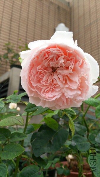 IMG_20150510_115626.jpg