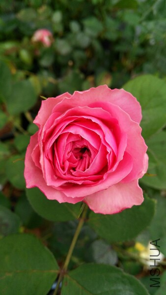IMG_20150510_120156.jpg