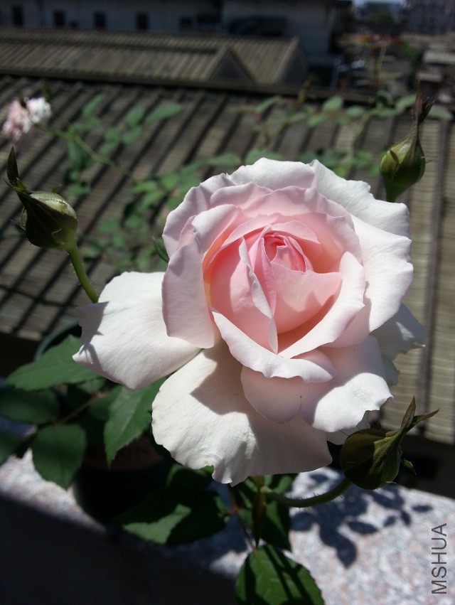 WP_20150512_001.jpg
