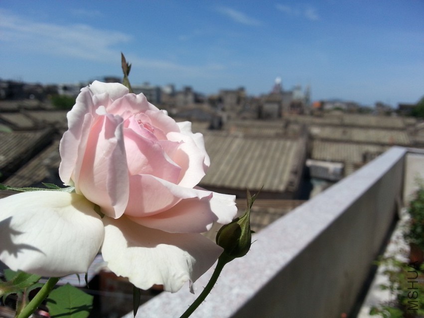 WP_20150512_006.jpg