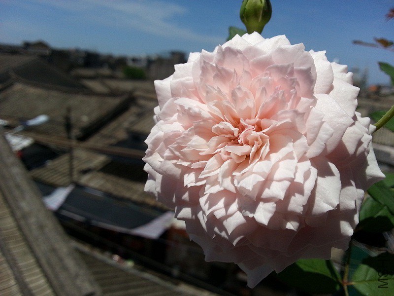 WP_20150512_008.jpg