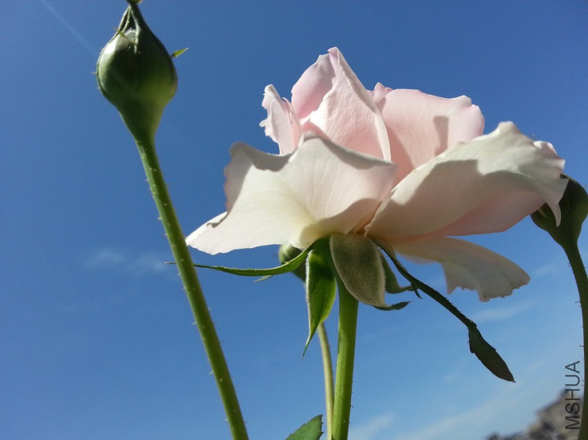 WP_20150512_003.jpg