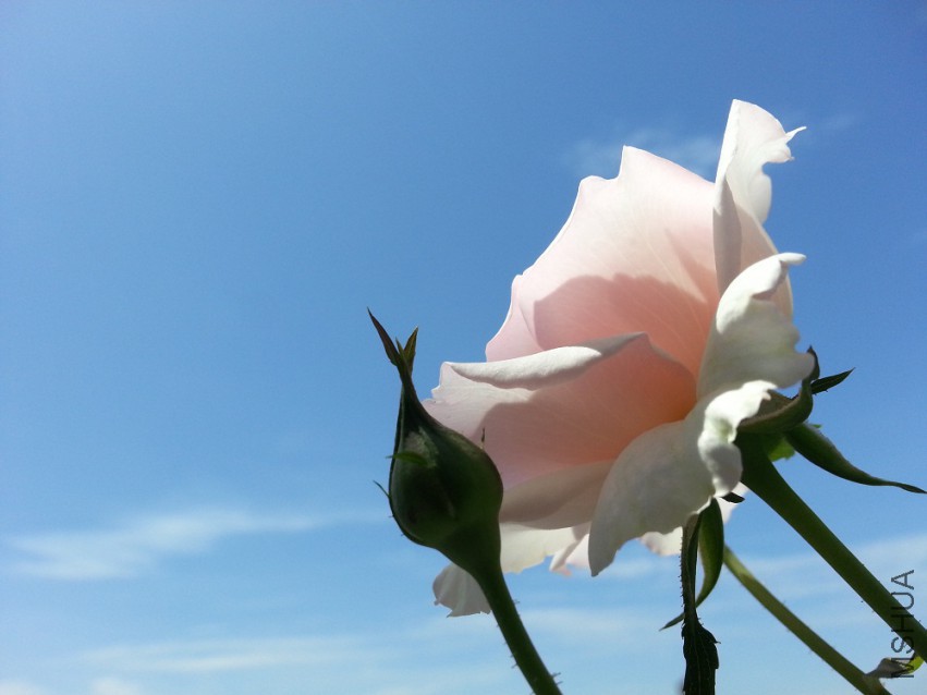 WP_20150512_007.jpg