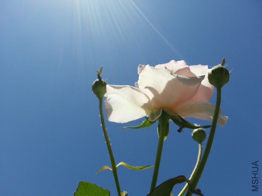 WP_20150512_013.jpg