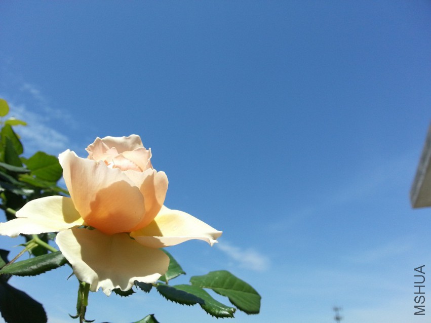 WP_20150512_015.jpg