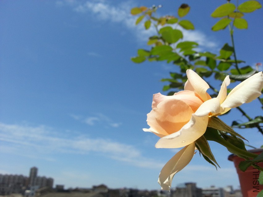 WP_20150512_018.jpg