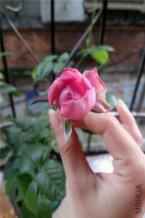 psb (9).jpg