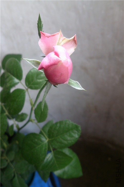 psb (10).jpg