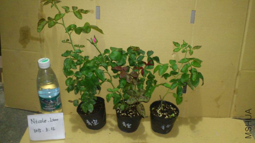 ������С DSC_1067.JPG