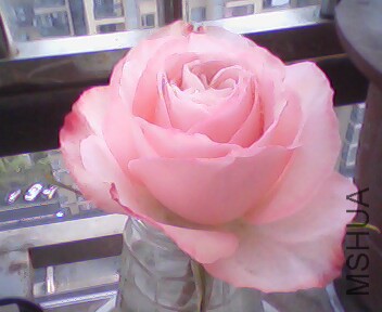 IMG3655A.jpg