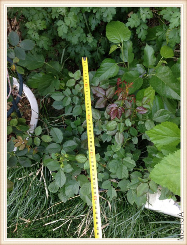 �½��ļ��� (2)IMG_2075.JPG