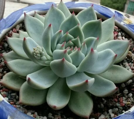 psb (1)_����.jpg