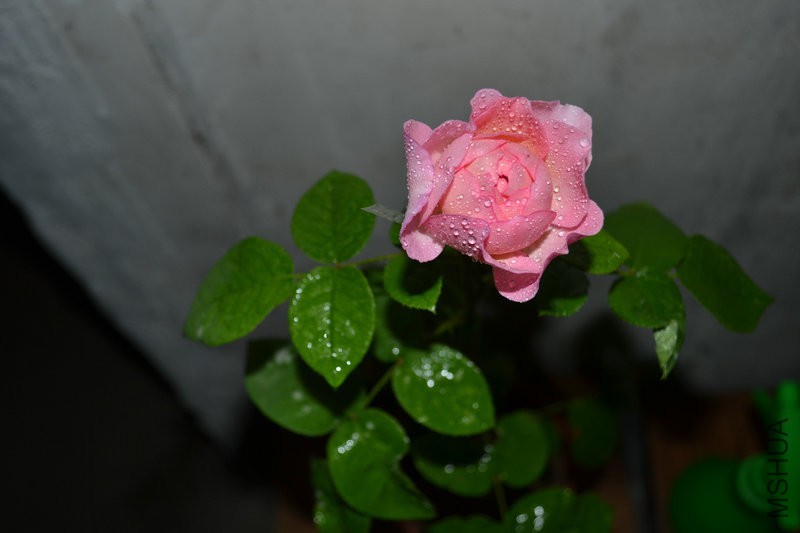 DSC_1108_1.JPG