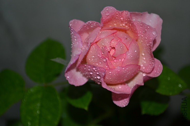 DSC_1109_1.JPG
