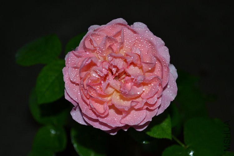 DSC_1110.JPG