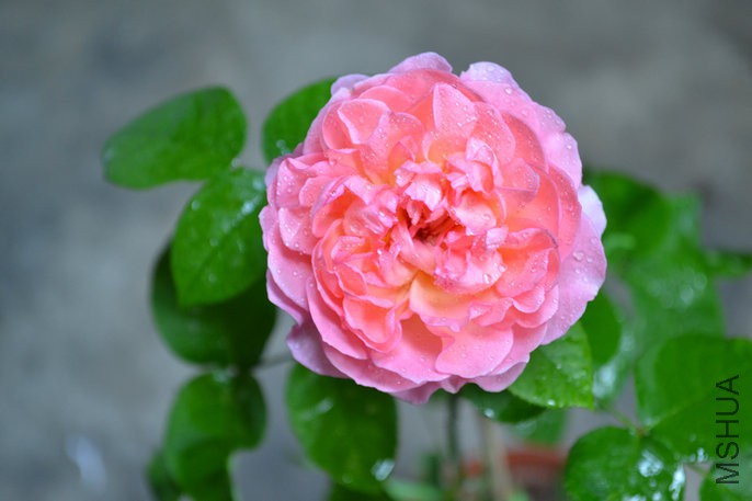 DSC_1114.JPG