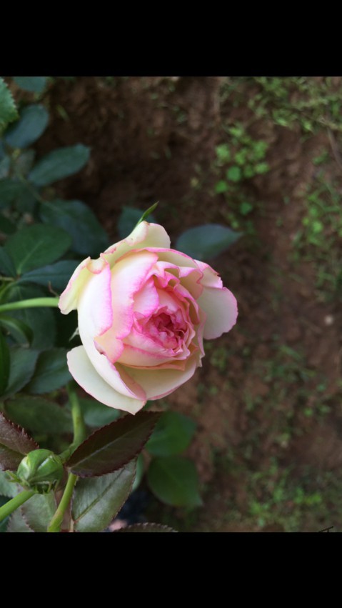 ��ɳ��ʯ����