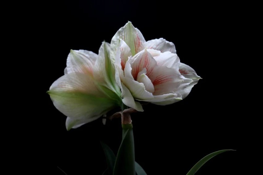 psb (8).jpg