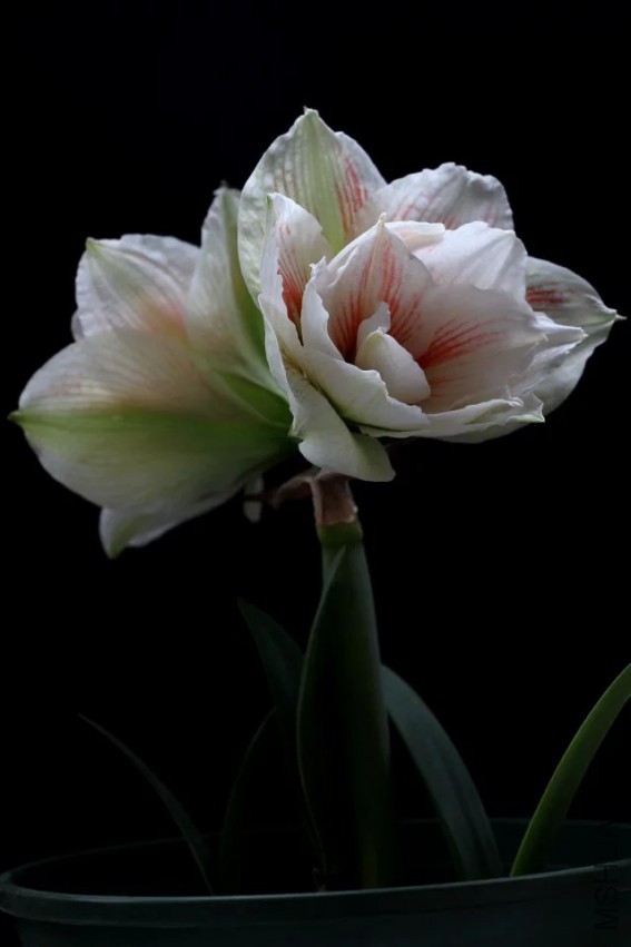 psb (9).jpg