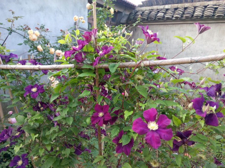 QQͼƬ20150513081435.jpg