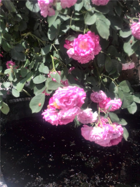 IMG_20150513_101439.jpg