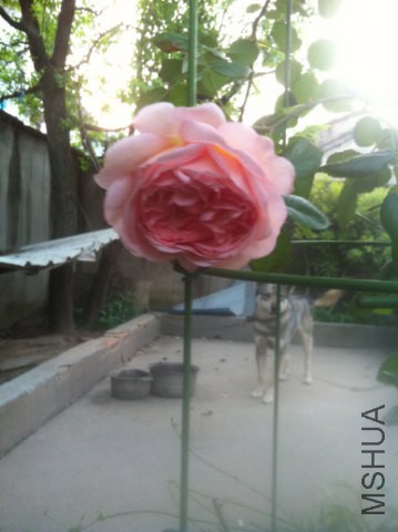 IMG_1120_359x480.JPG