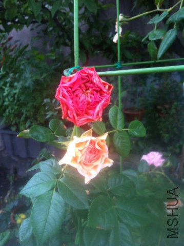IMG_1129_359x480.JPG