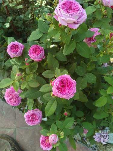 IMG_20150513_074426.jpg